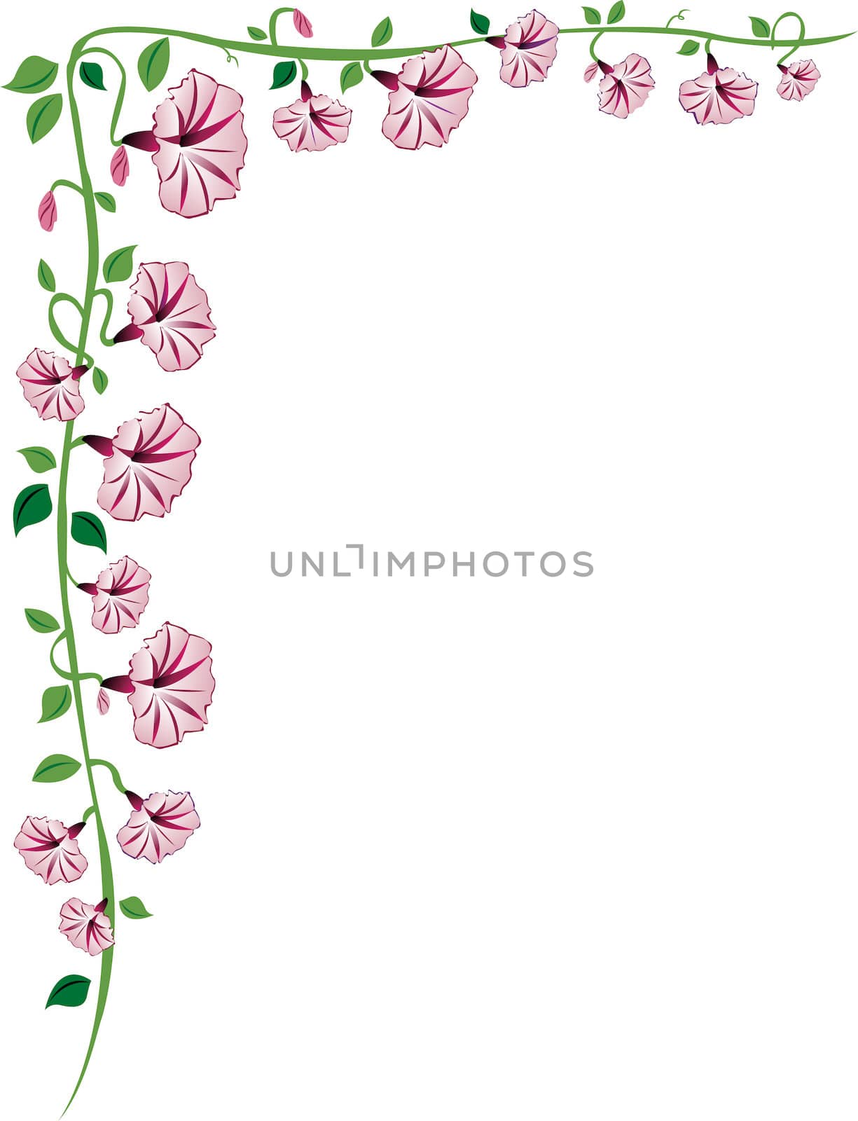 A morning glory vine border with pink flowers, leaves and buds.