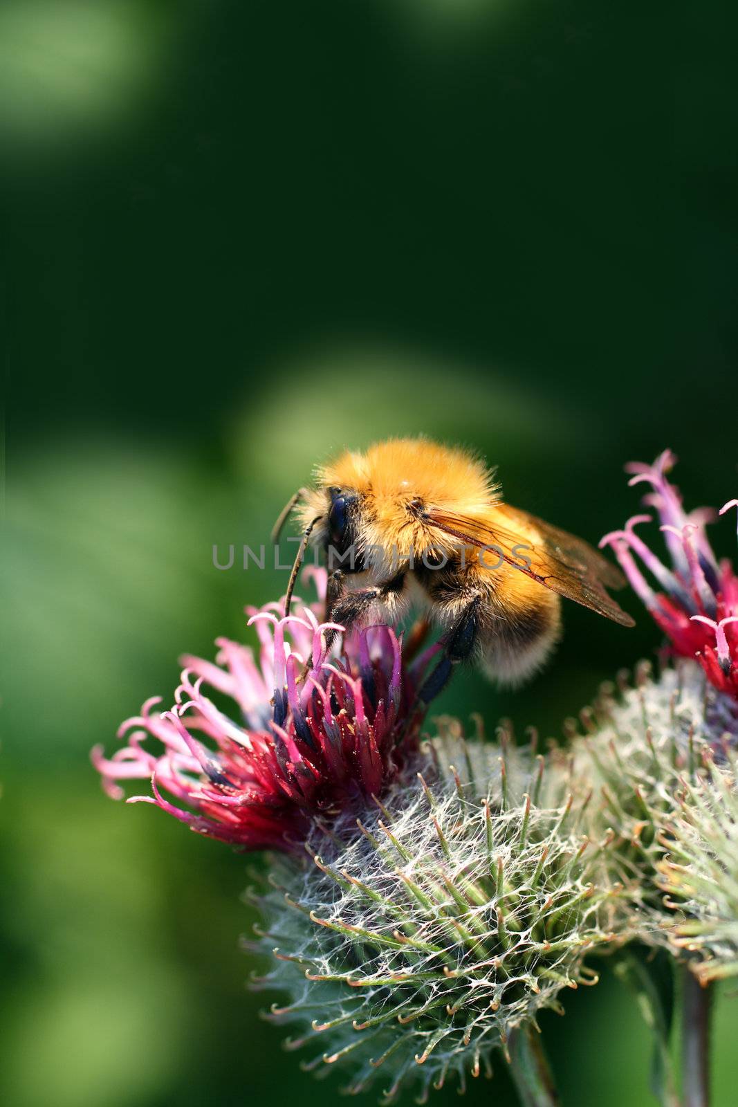 bumble-bee on thistle flower closeup macro