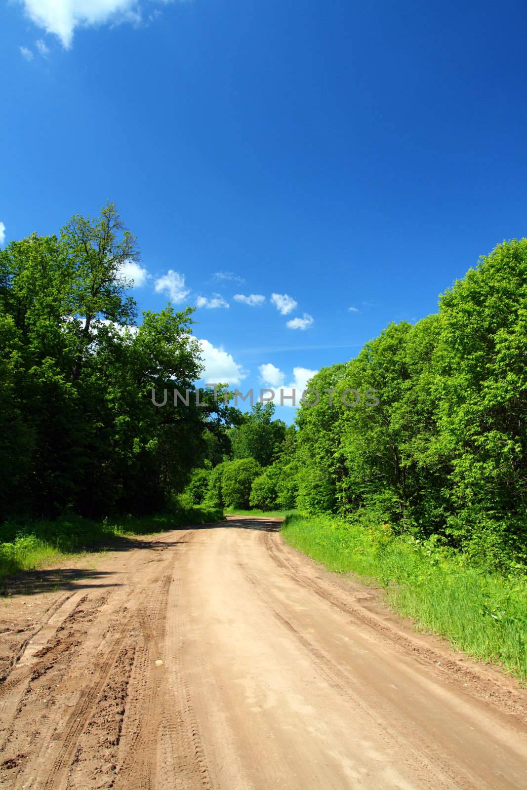 rural road in green forest in Russia