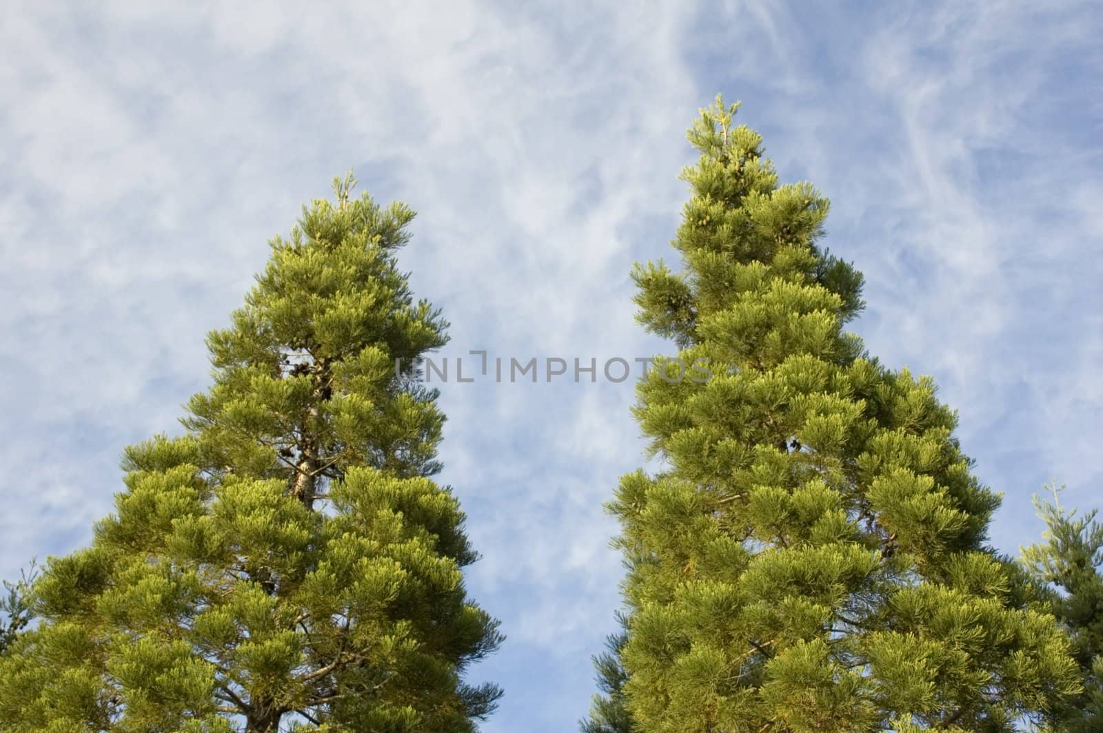 Two pine trees with blue sky and wispy clouds behind them.