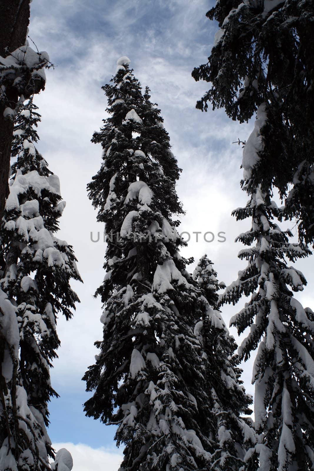 Snow Covered Evergreens by jasony00