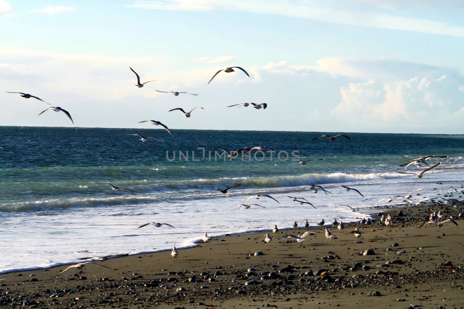 A flock of seagulls take flight along the beach.