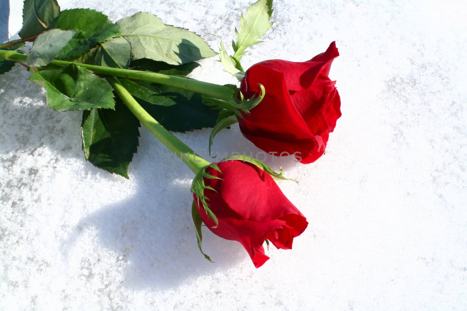 A pair of red roses on a bed of pure white snow.