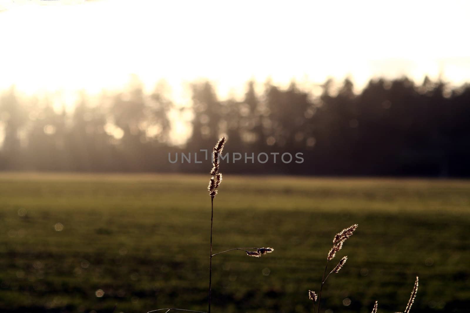 Photo of mature grass with forest and setting sun out of focus.