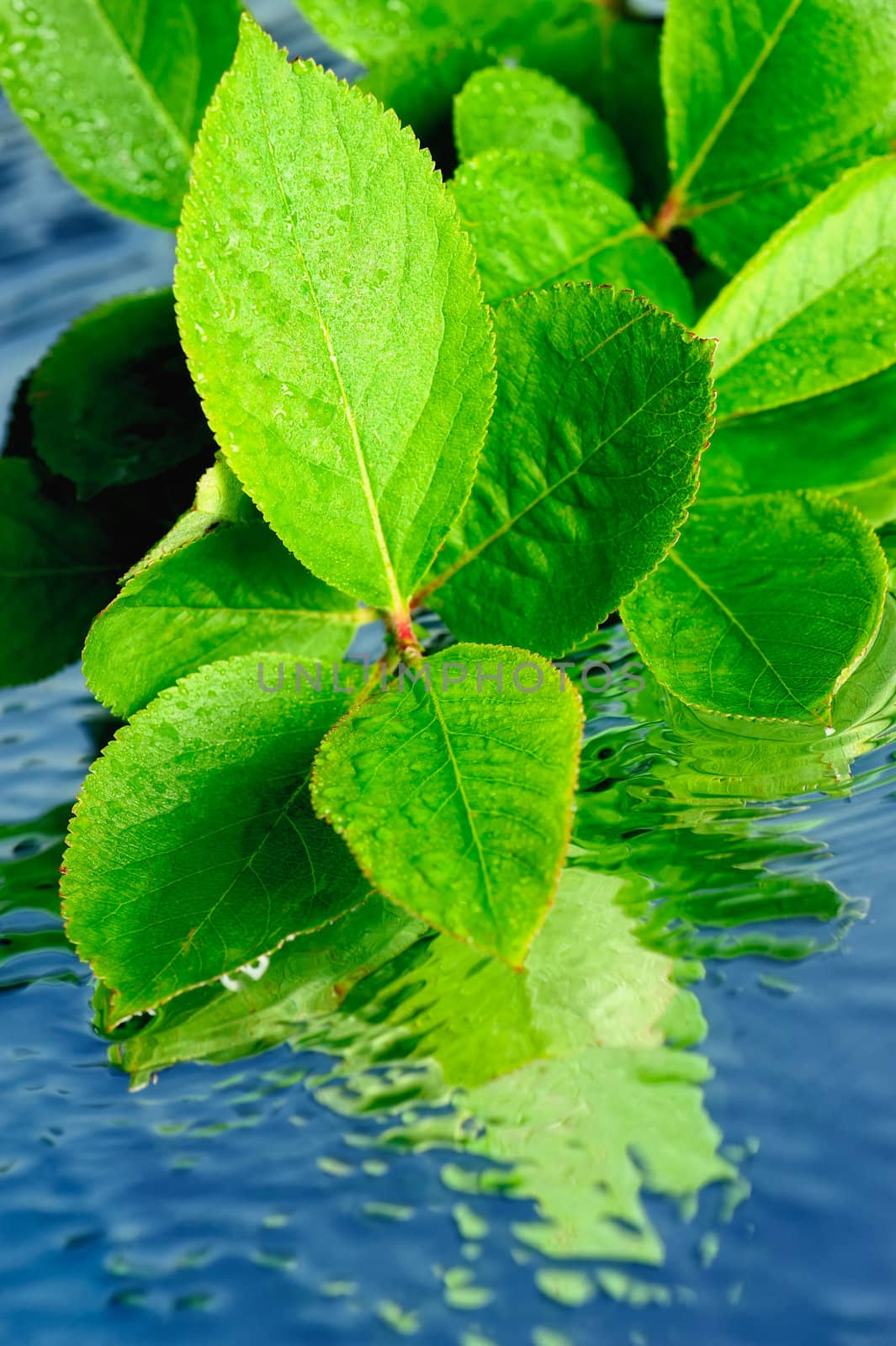 Green leaves on the surface of the water