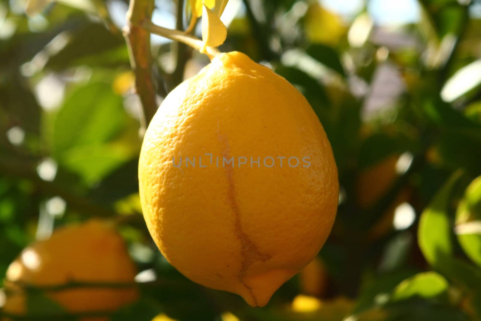 A close up of a lemon hanging on the tree.