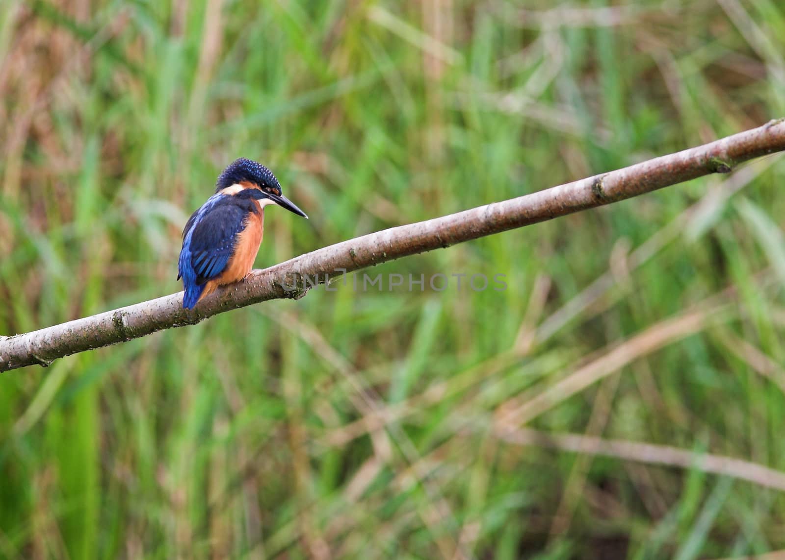 A kingfisher - Alcedo atthis - perched on a branch, reeds in the background.