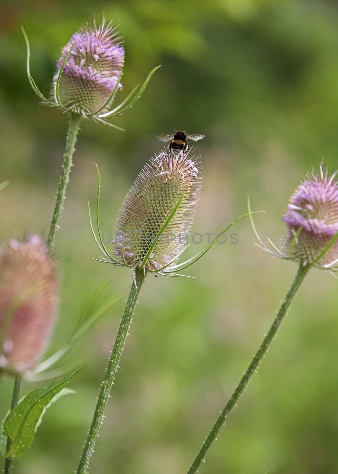 Teasel Seedheads and a Bumblebee by grandaded