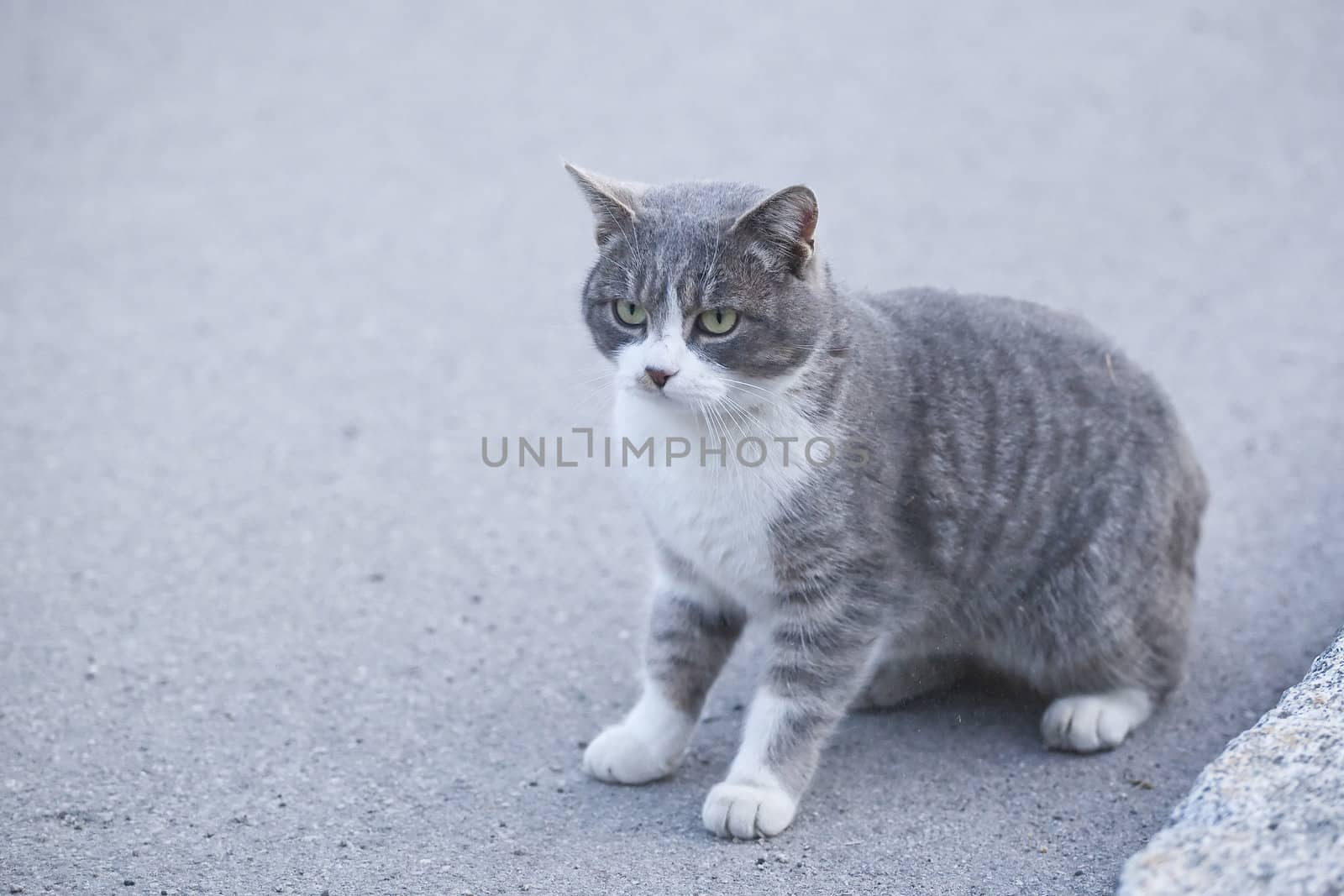 Gre cat sitting on the road