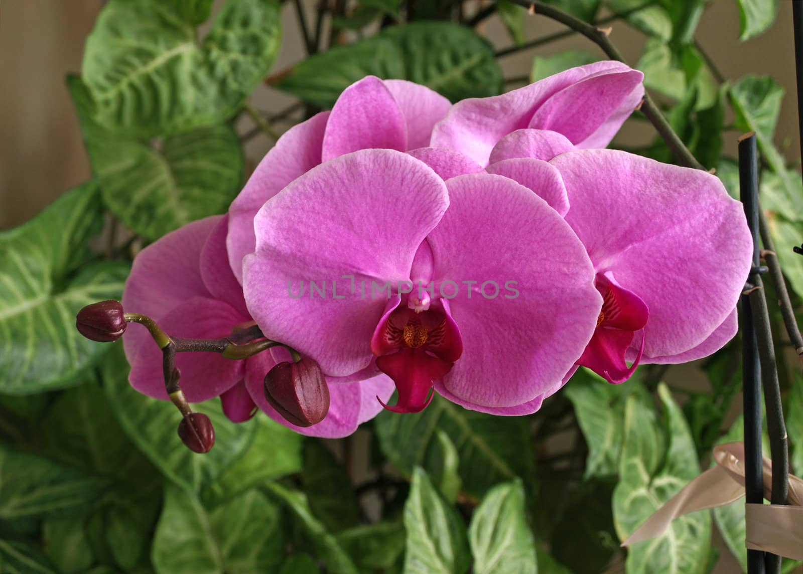 indoor flowesr of moth orchids - phalaenopsis