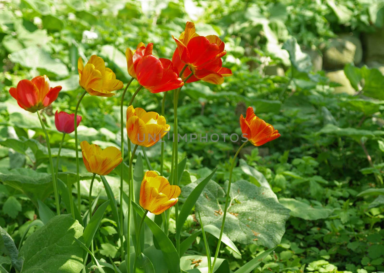 colorful wild tulips by Ric510