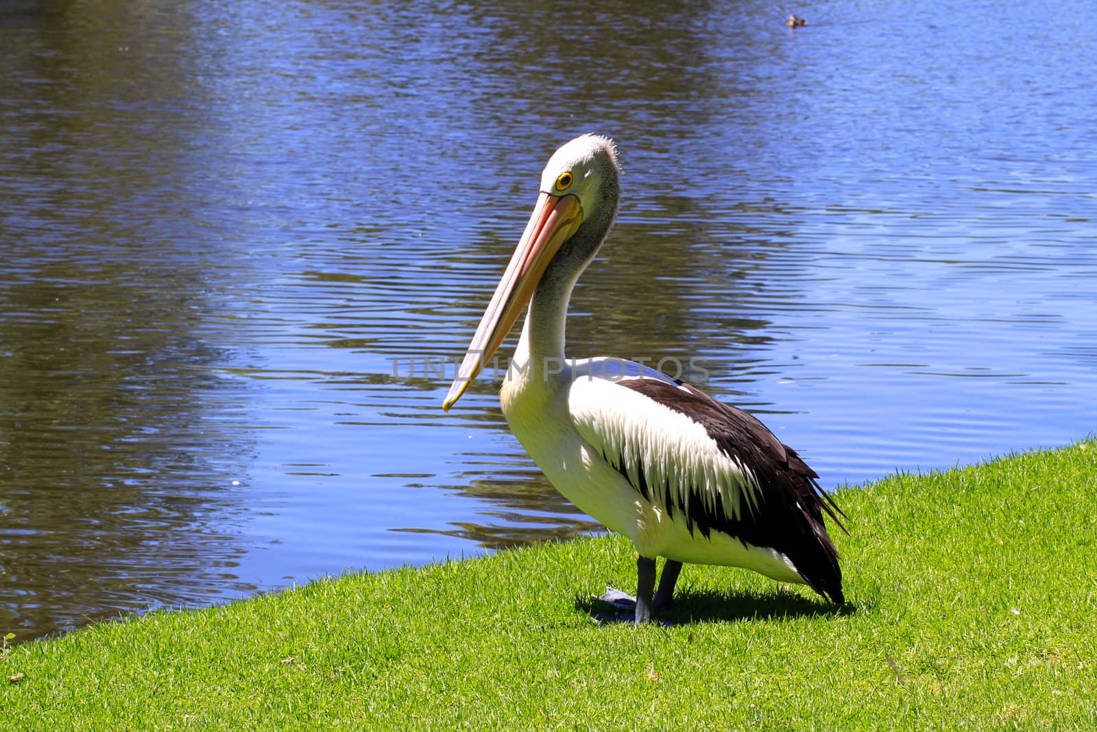 Australian Pelican - Pelecanus Conspicillatus - along the River  by Cloudia