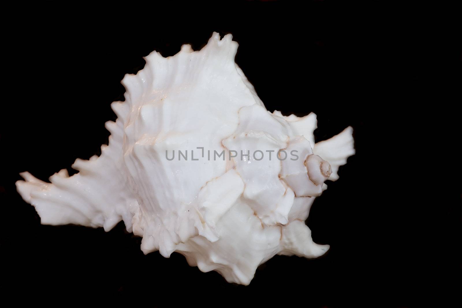 White empty clam-shell isolated on black background