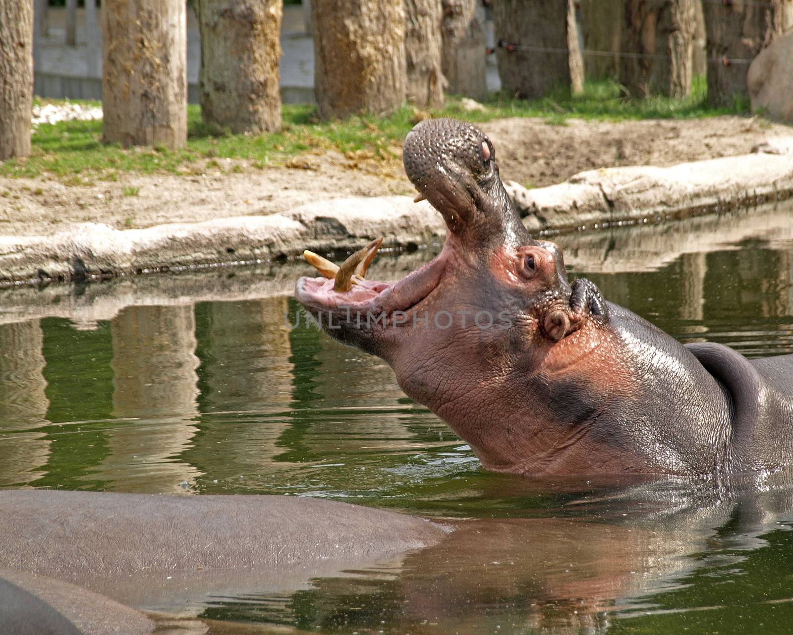 yawning hippo