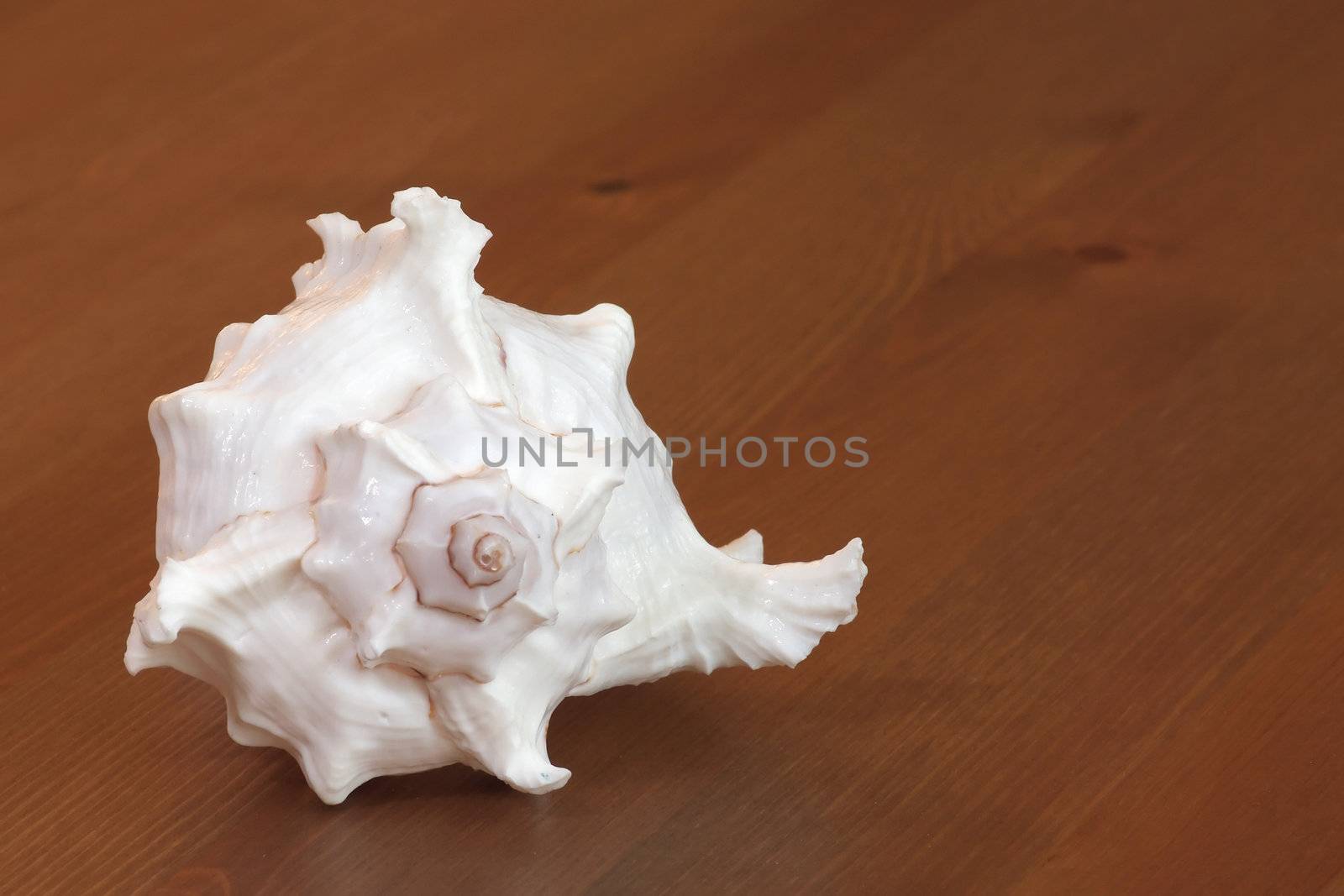 White empty clam-shell on the wooden background
