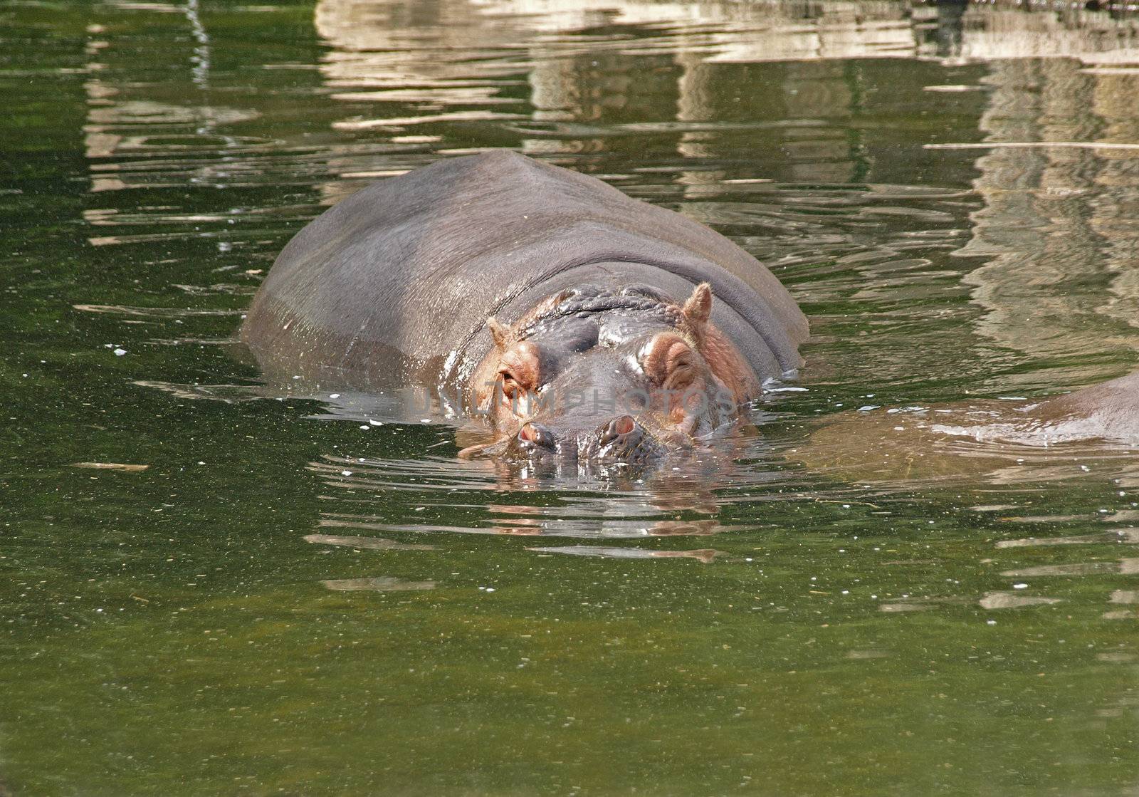 floating hippo
