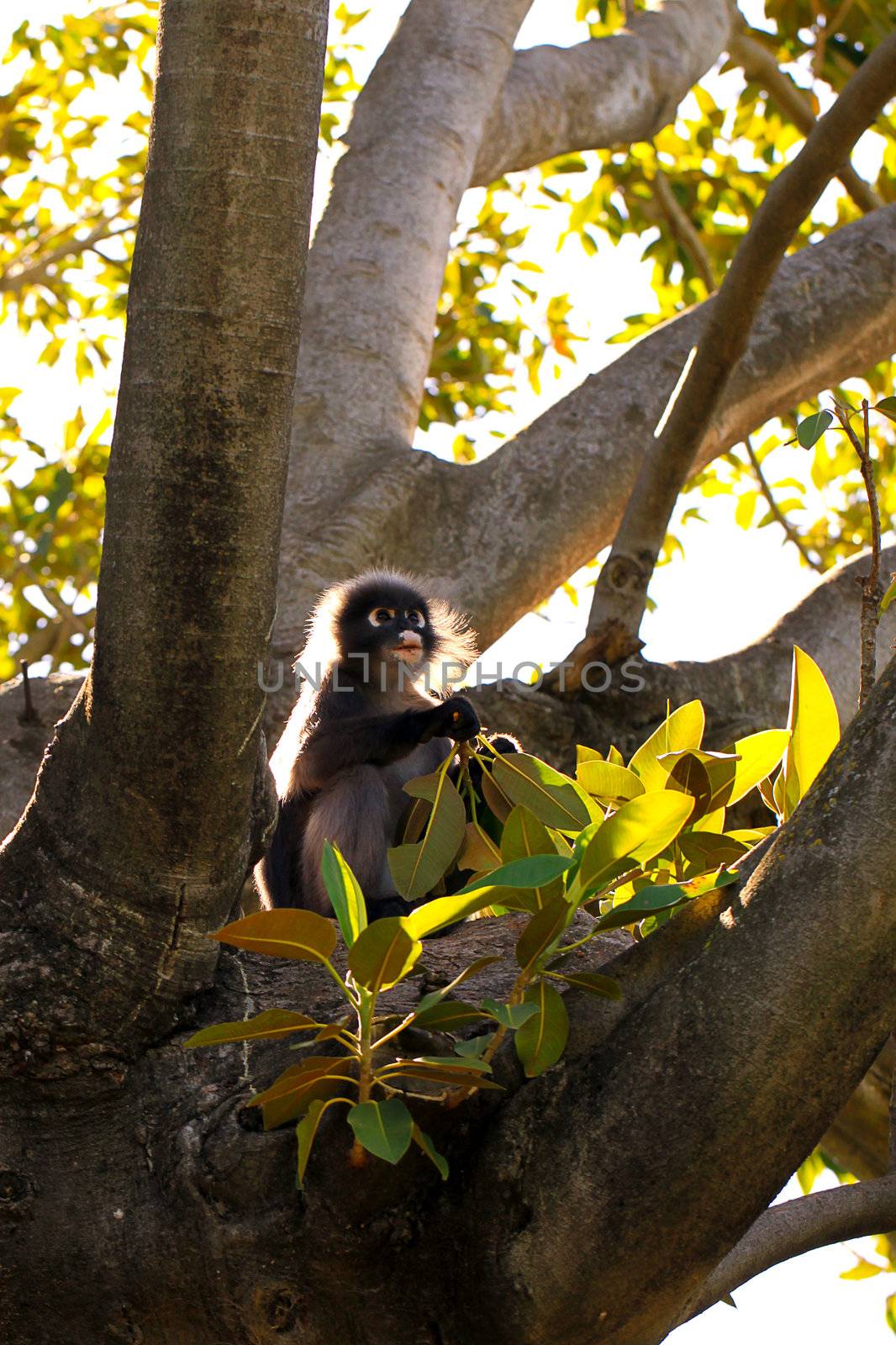 Backlit Dusky Leaf Monkey in a Mortan Bay Fig Tree by Cloudia