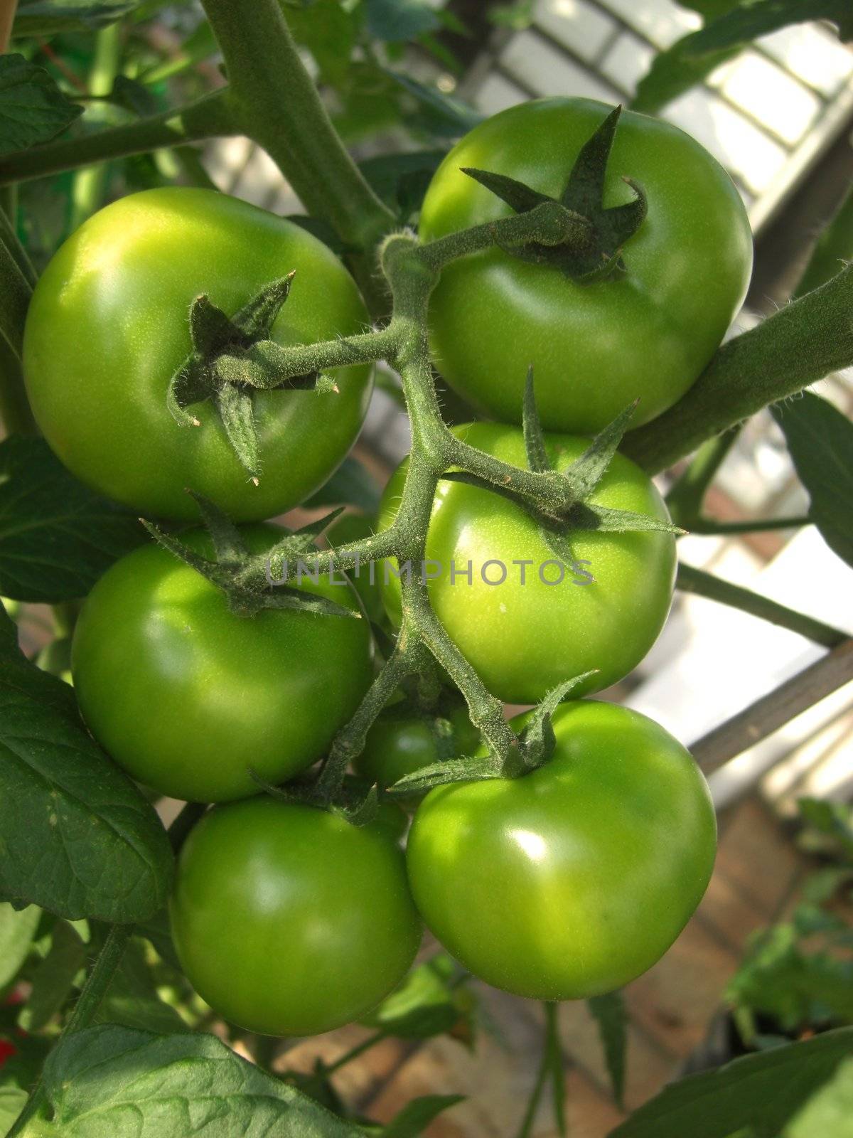 green unripened tomatoes on the vine forming a sixpack