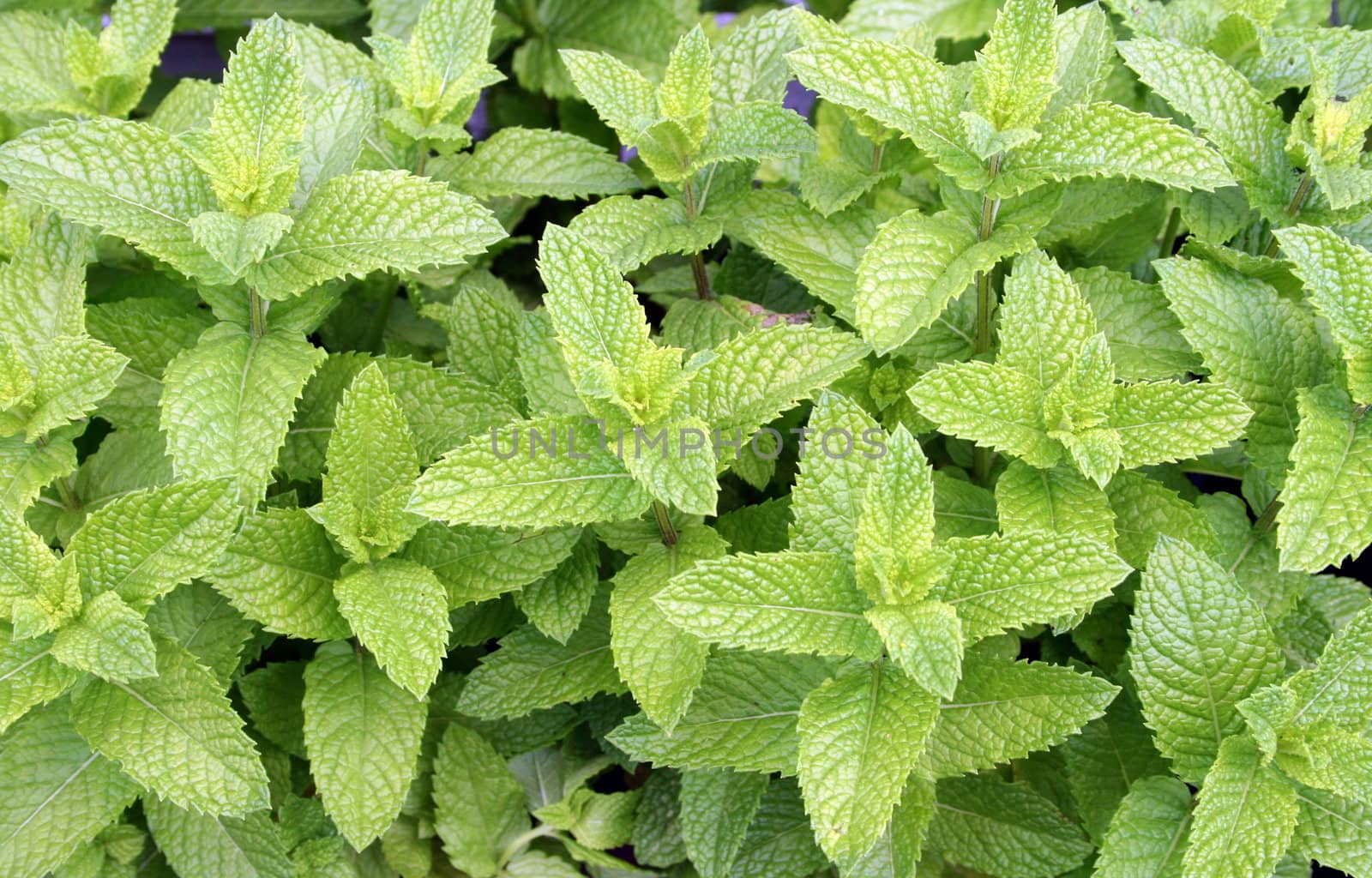 A patch of spearmint, fresh waiting to be picked