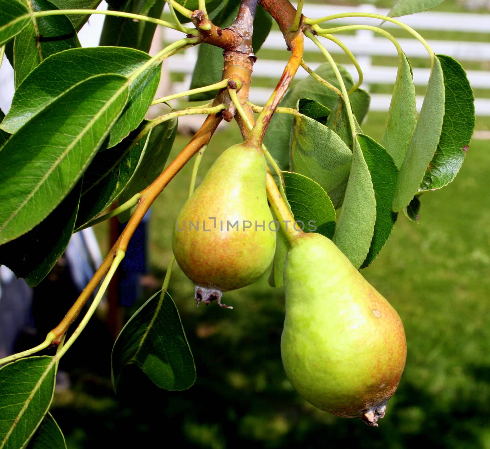 Young Pears, Growing on a Tree by loongirl