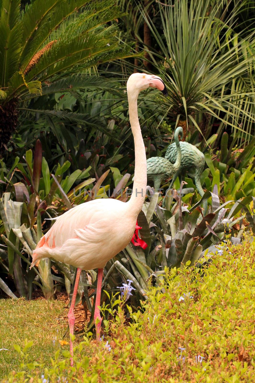 Greater Flamingo grooming - Phoenicopterus ruber roseus. This is by Cloudia