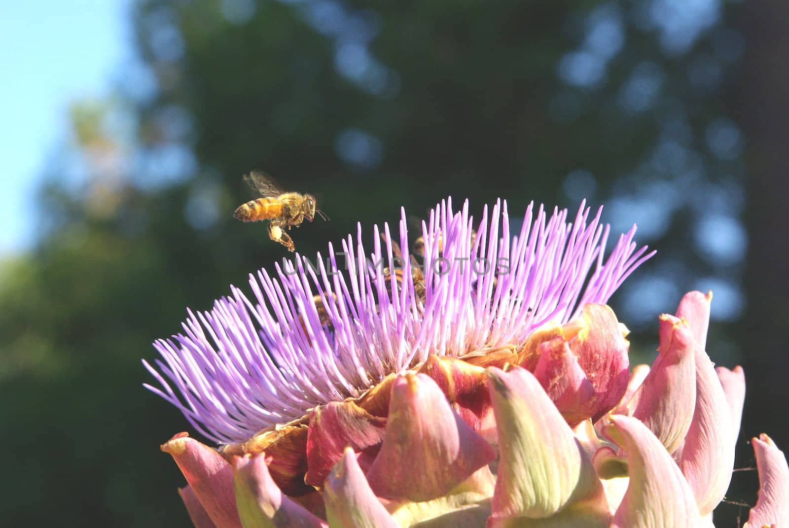 A closeup view of a honey bee landing on an Artichoke flower fully bloomed.