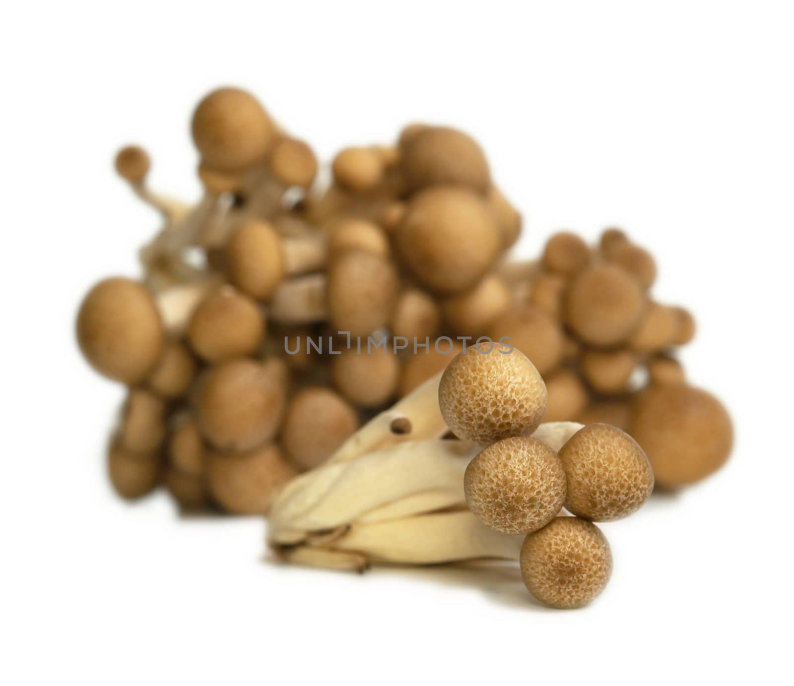 Heap of raw Buna Shimeji mushrooms isolated on white