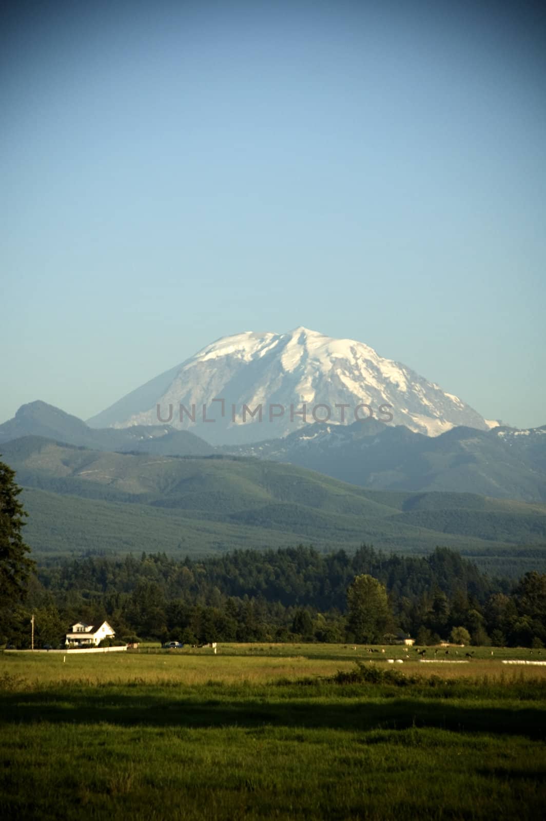 Mount Rainier towers over a picturesque farm with cattle and fields near Enumclaw, Washington.