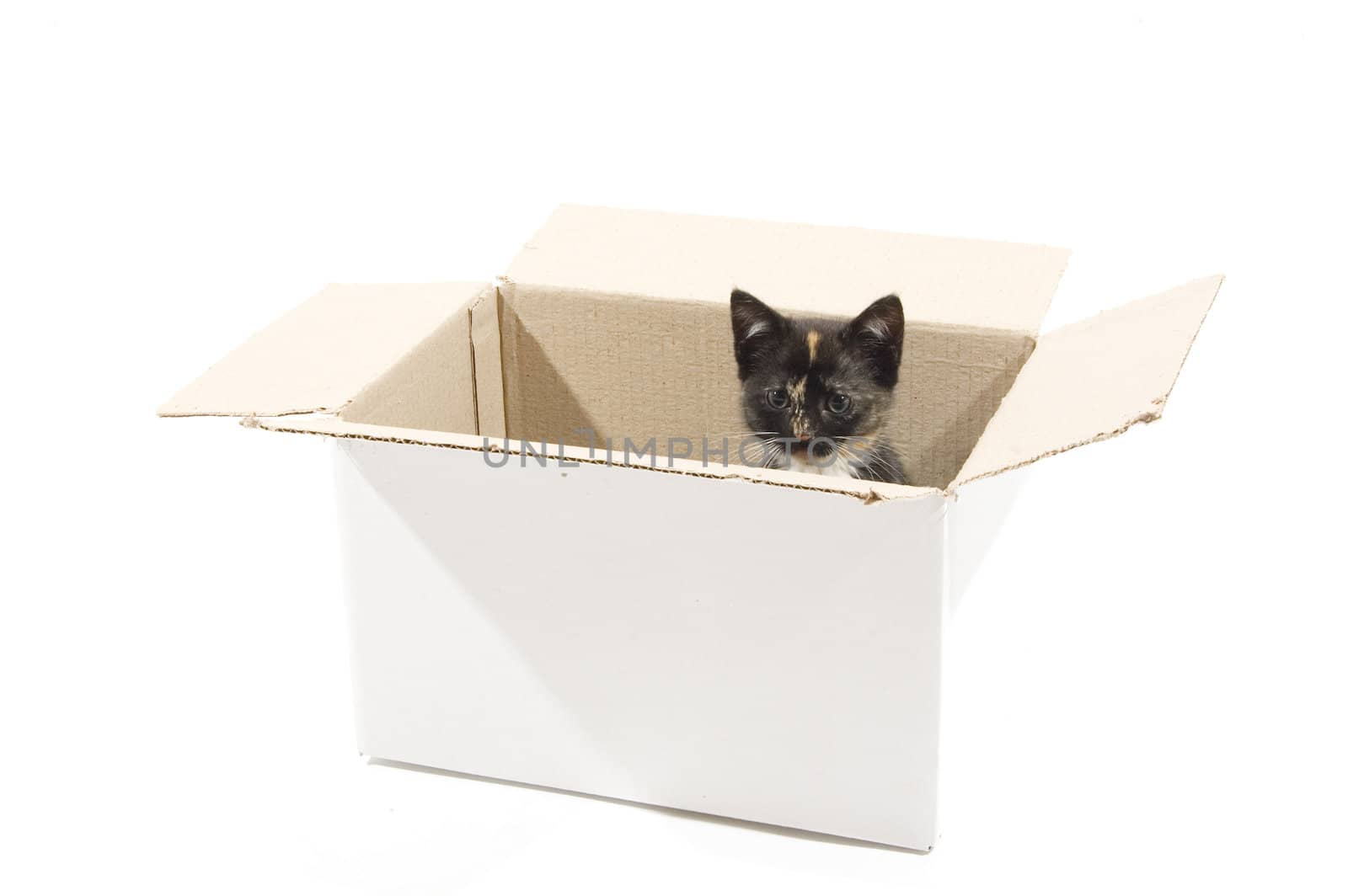 kitten in cardboard box by ladyminnie