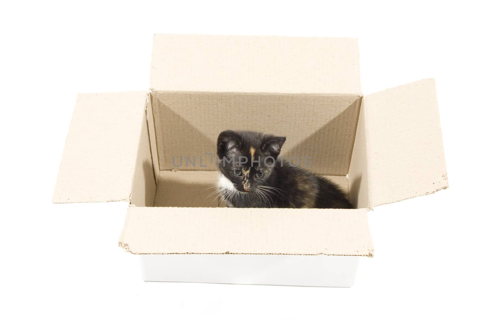 cute kitten in a cardboard box isolated on white