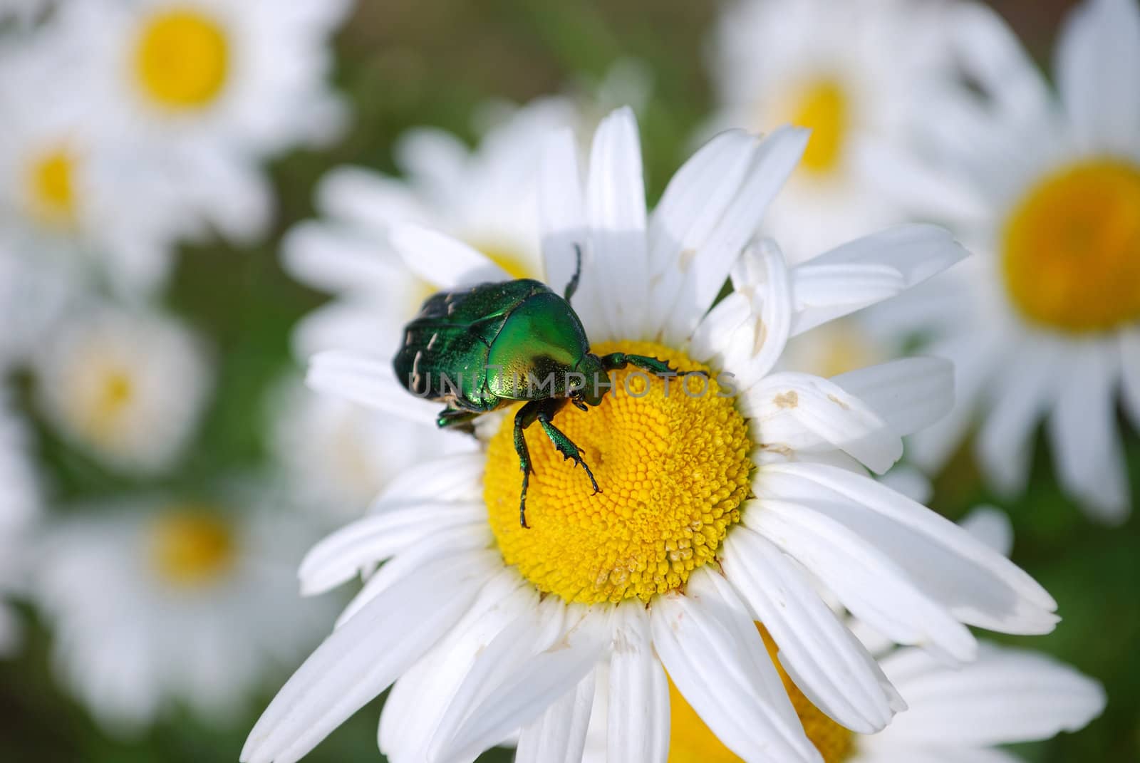 Green bug on a daisy (shallow DOF)