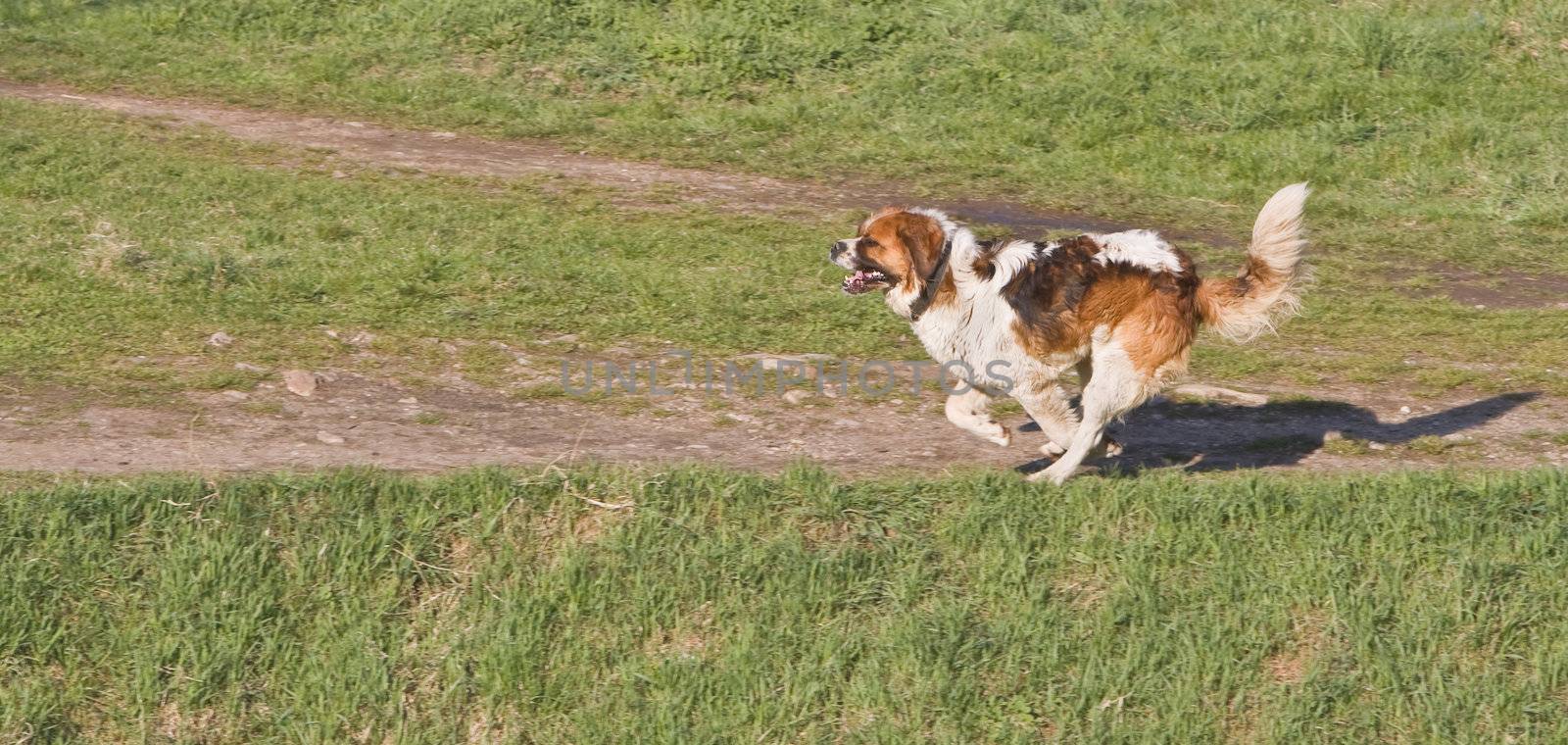 Saint Bernard dog running outdoors.Shot with Canon 70-200mm f/2.8L IS USM