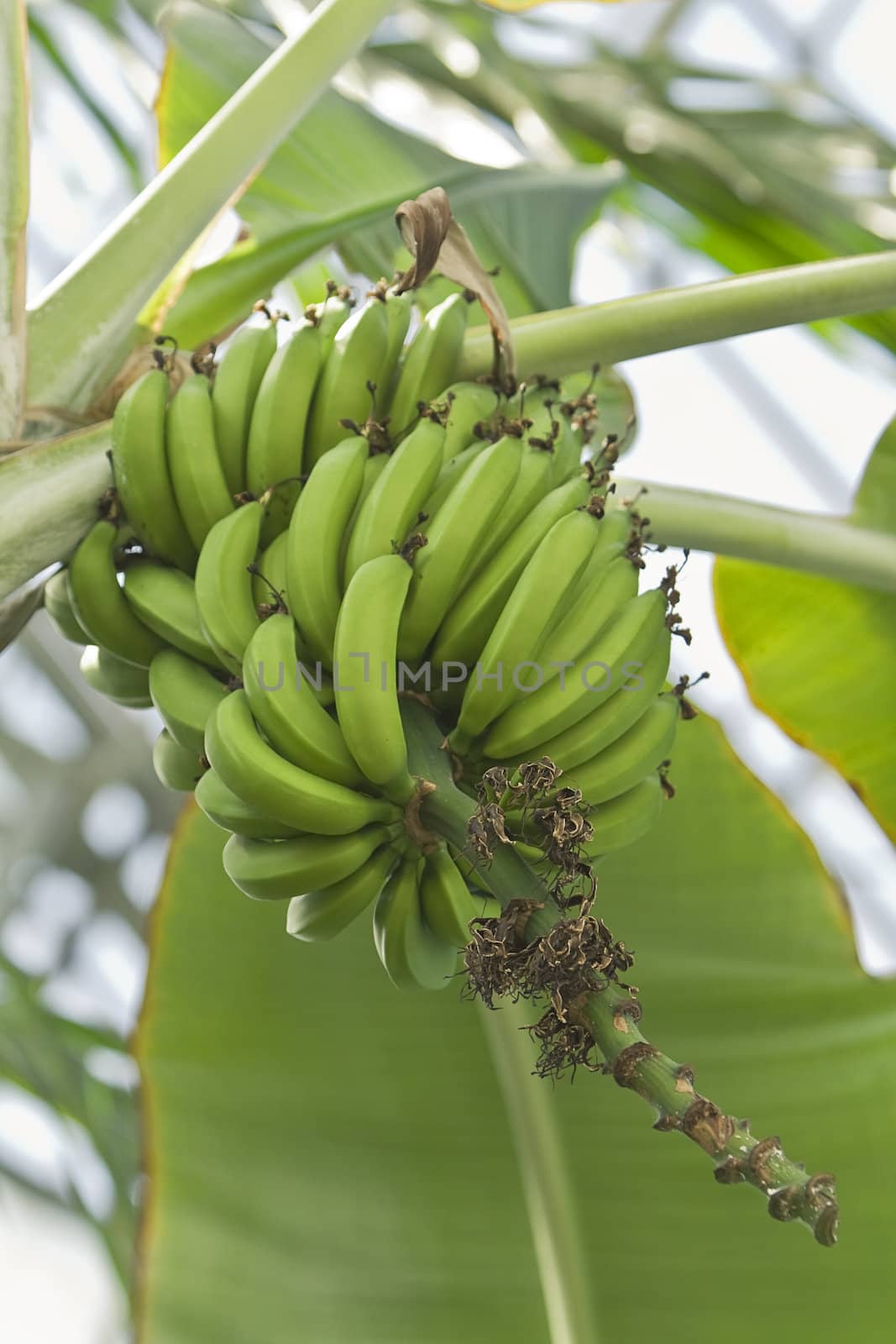Image of green bananas in a tree.Shot with Canon 70-200mm f/2.8L IS USM