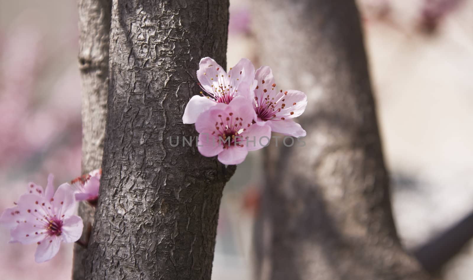 Detail image of pink apple flowers in a spring forest.