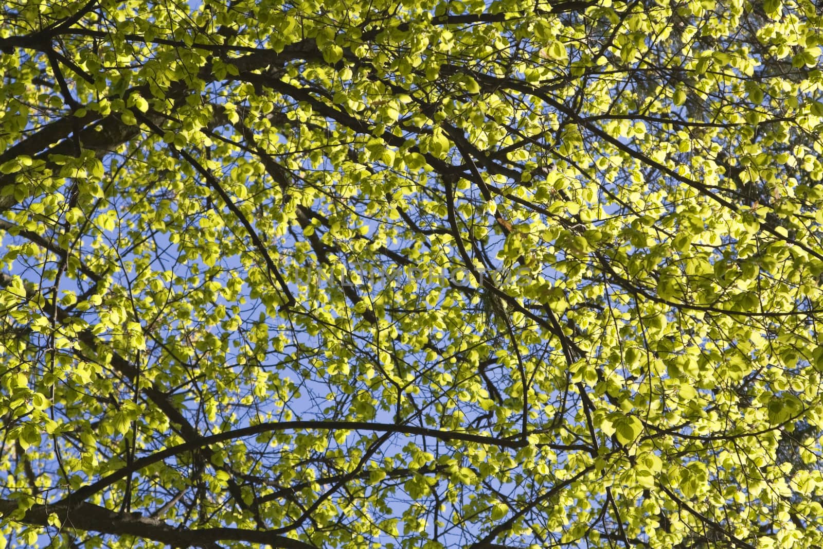 Image of a summer tree full of green leaves.