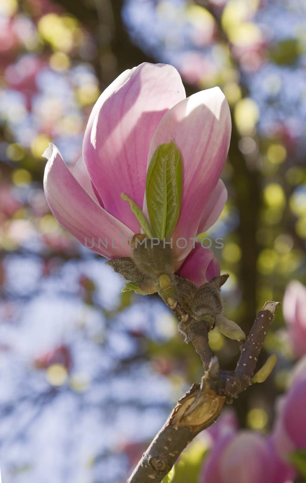 Beautiful magnolia flower against a natural blurred background.