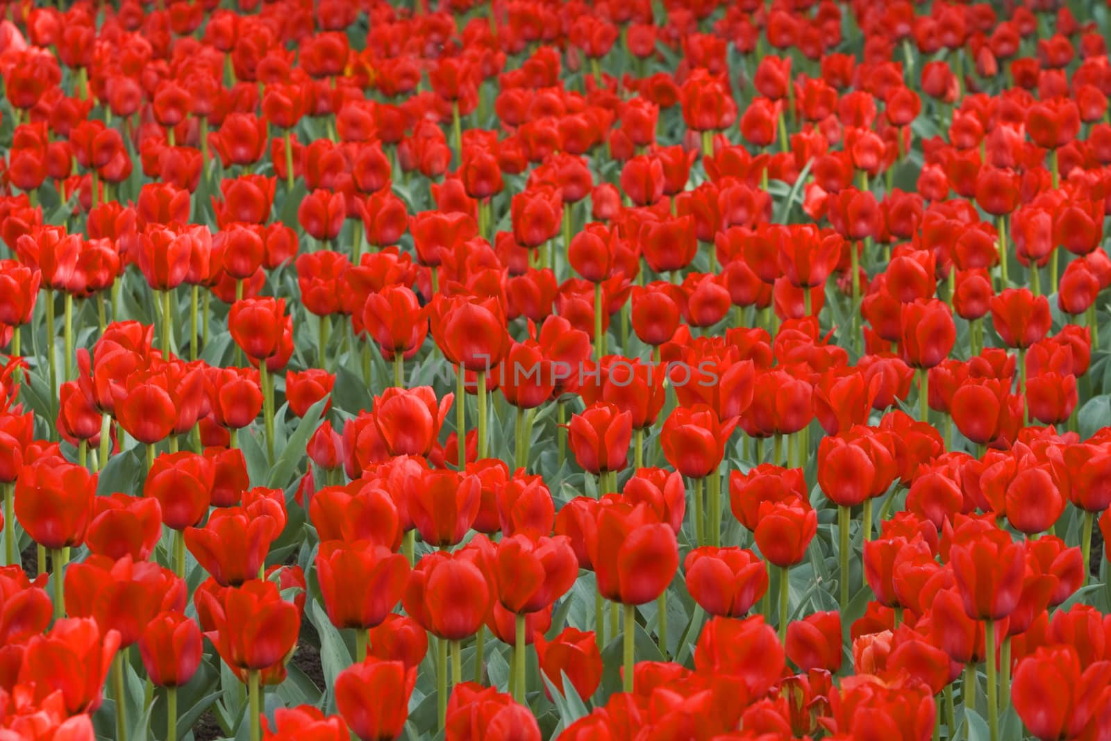 Beautiful field of red tulips-useful natural background.