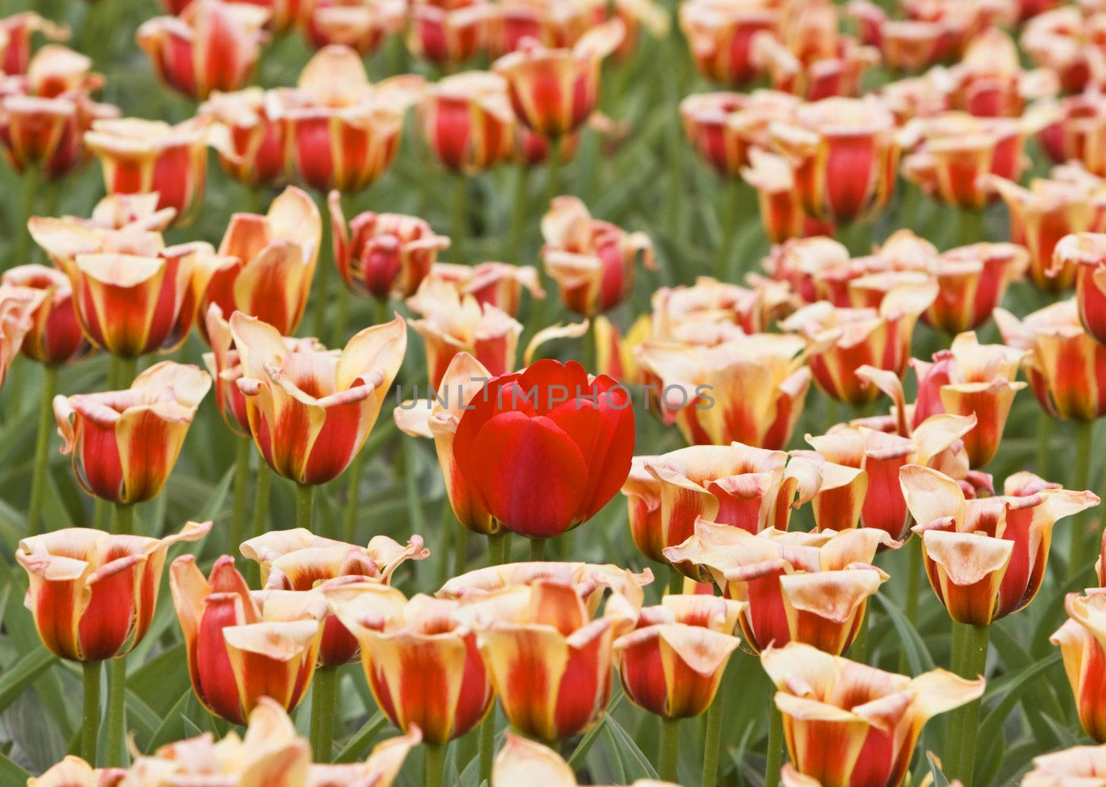 A red tulip in a field full of yellow red striped tulips.