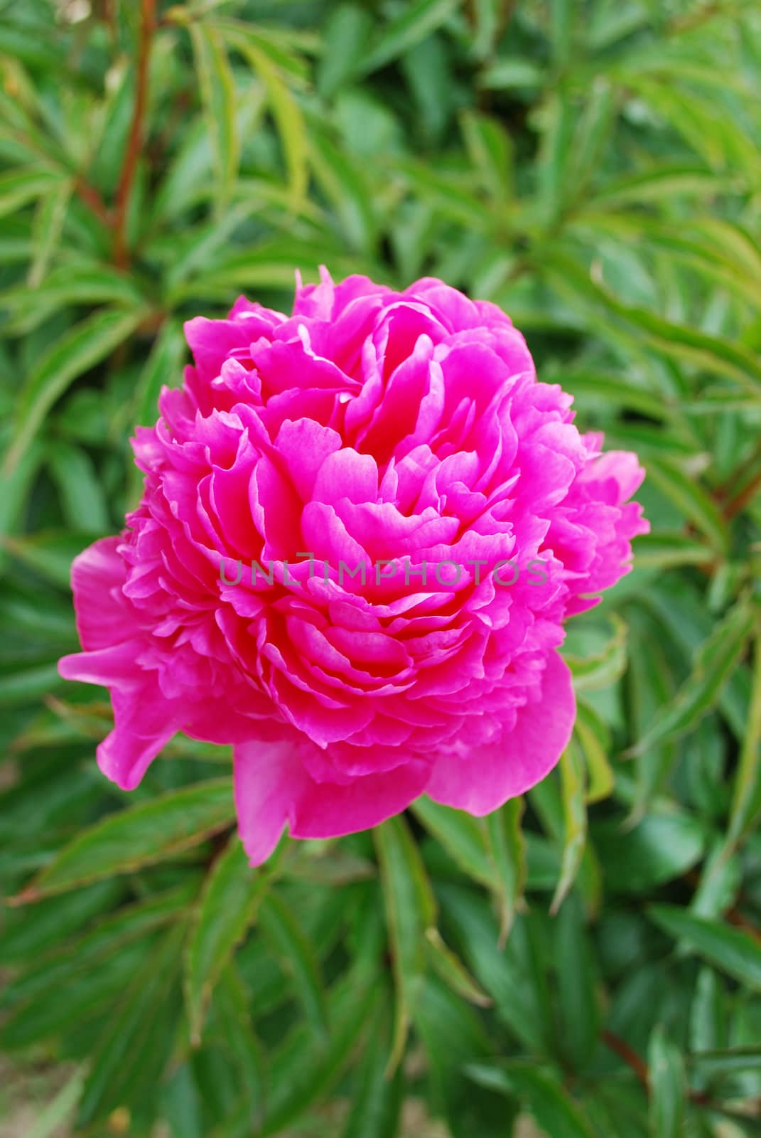 Pink peony with green background
