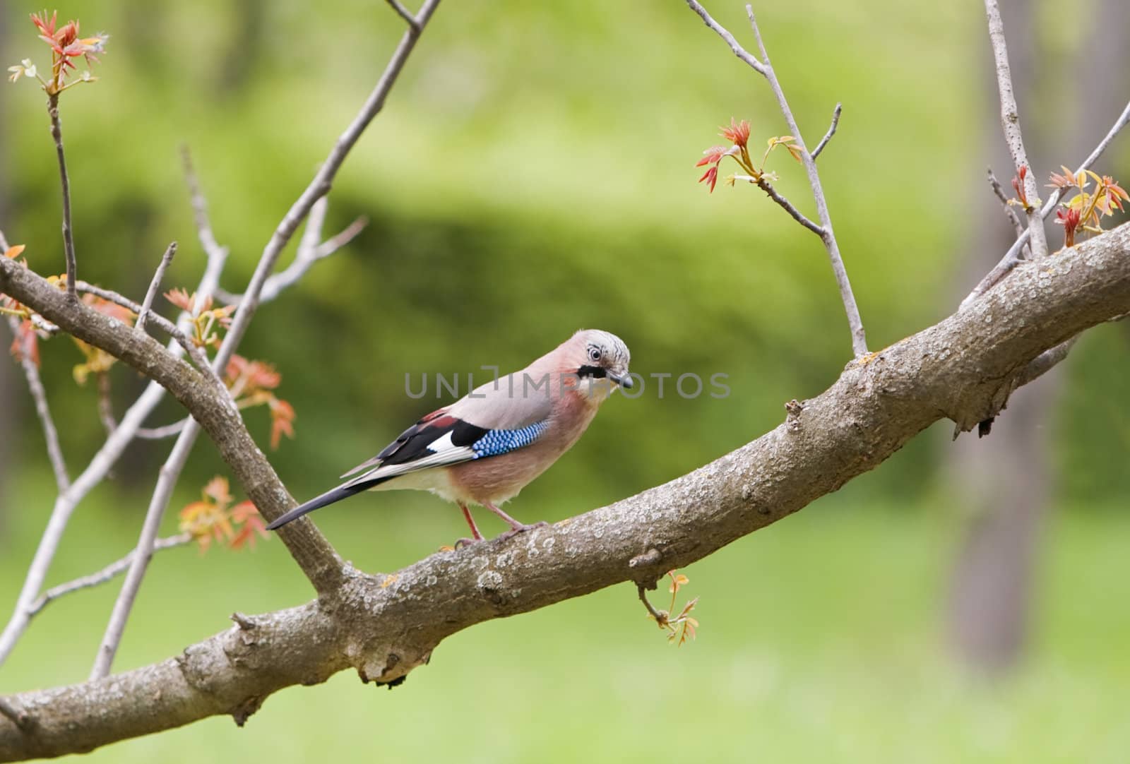 A jay (Garrulus glandarius) on a tree branch in a forest.Shot with Canon 70-200mm f/2.8L IS USM