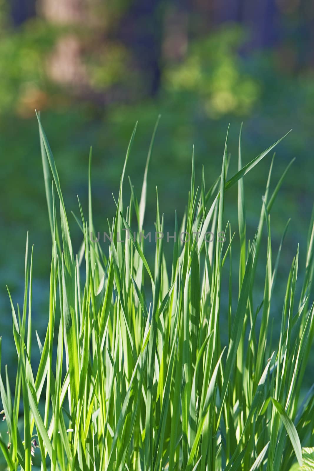 HDR image of a grass bunch in a forest.Shot with Canon 70-200mm f/2.8L IS USM