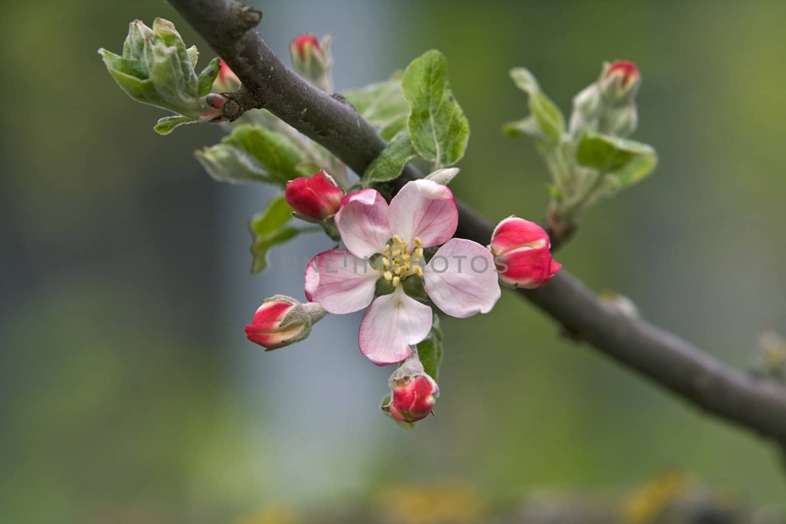 Beautiful apple flower on a tree twig.