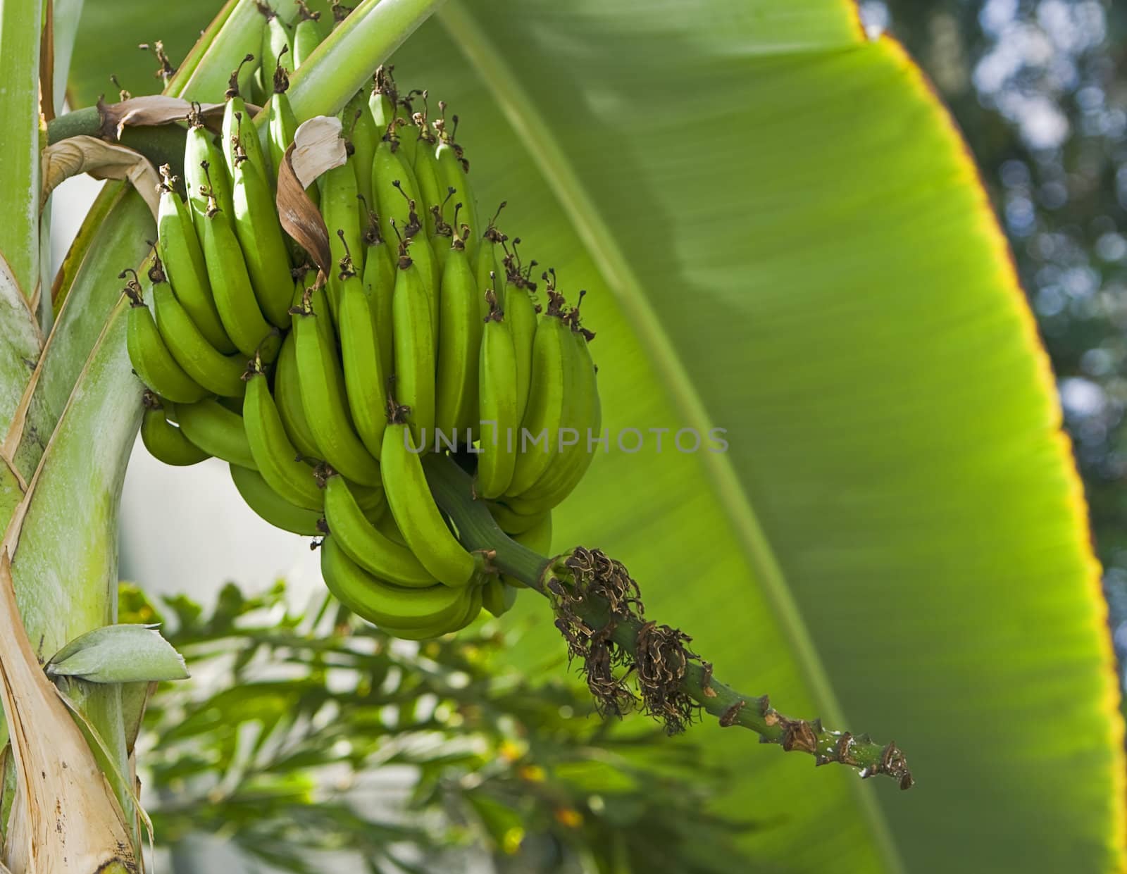 Image of green bananas in a tree.