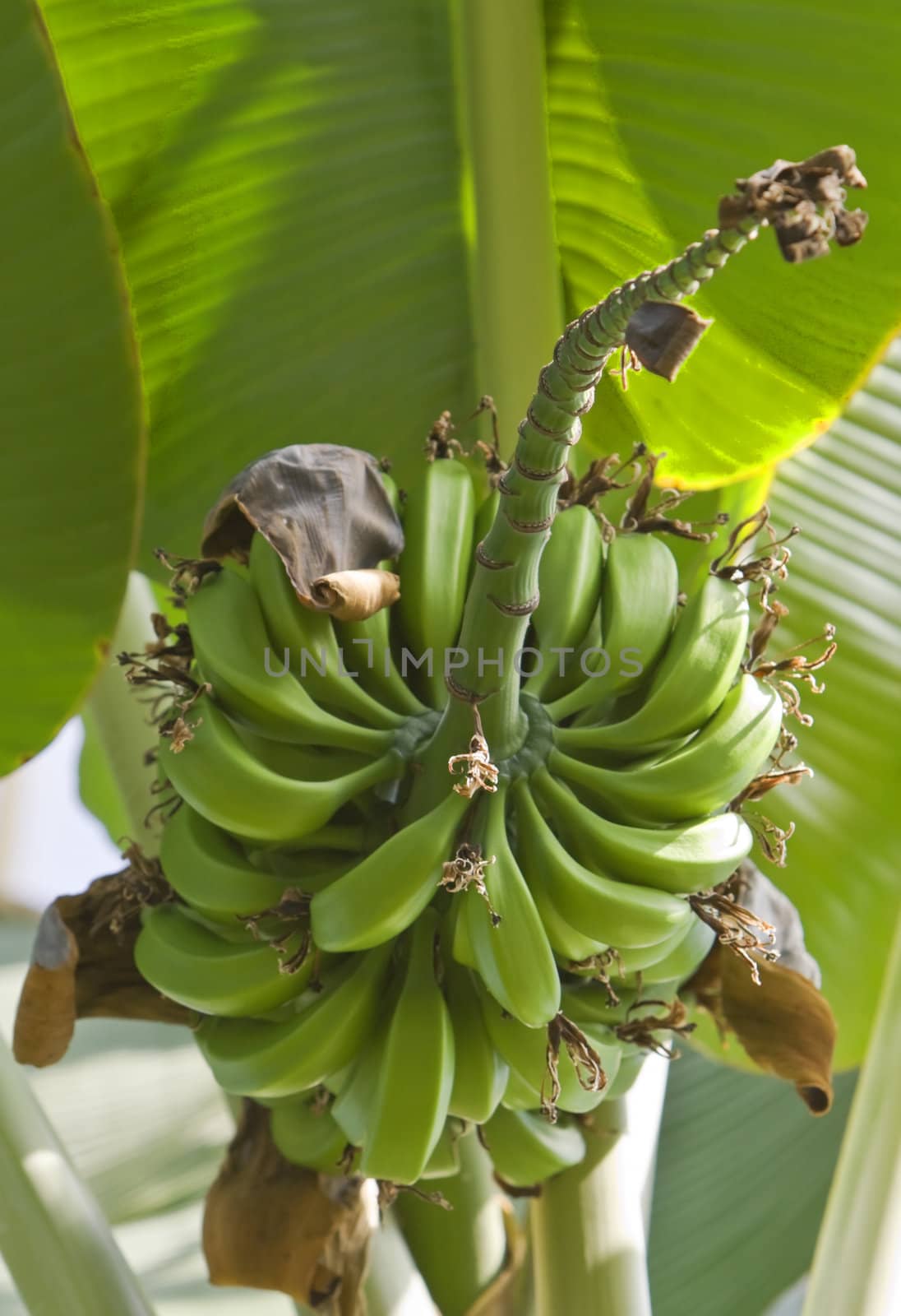 Image of green bananas in a tree.