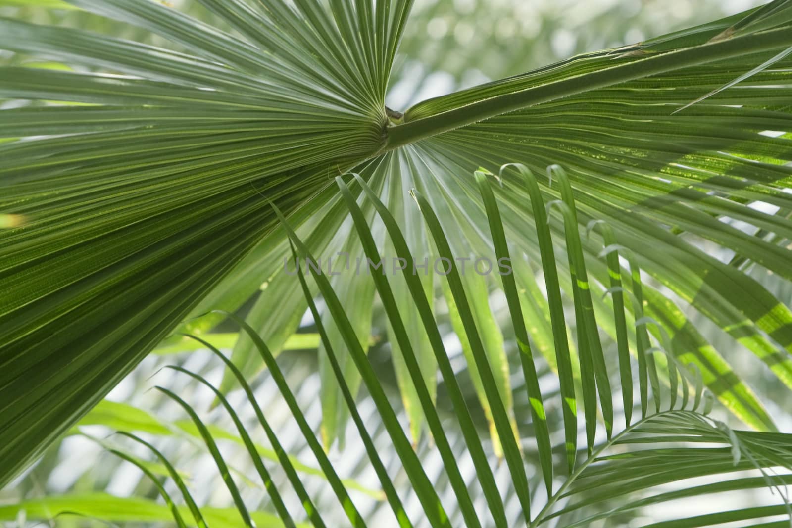 Interesting perspective under a palm tree in a jungle forest.