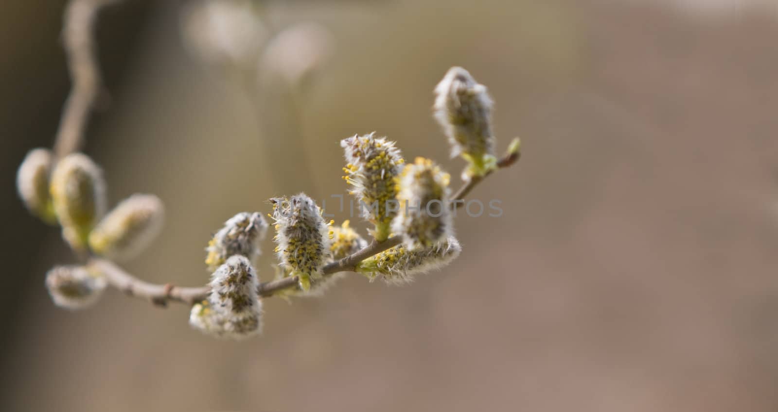 Close-up image of a delicate catkins twig.