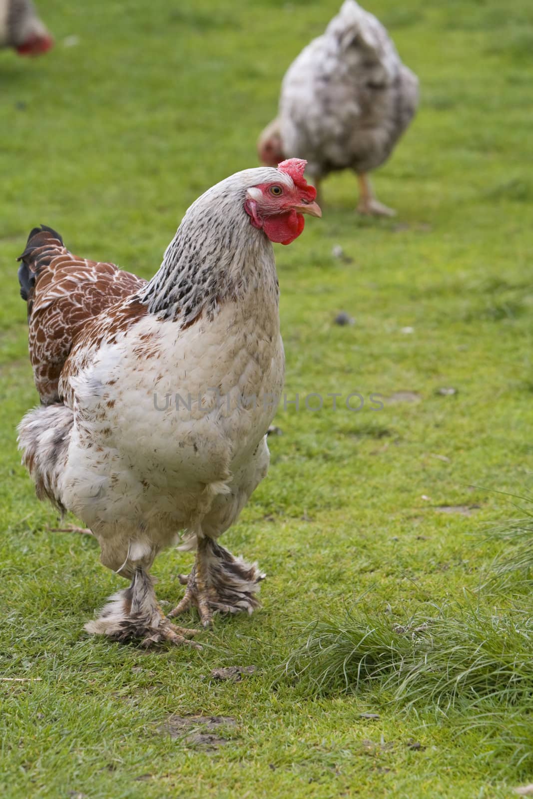 Rooster and hens in a yard.Shot with Canon 70-200mm f/2.8L IS USM