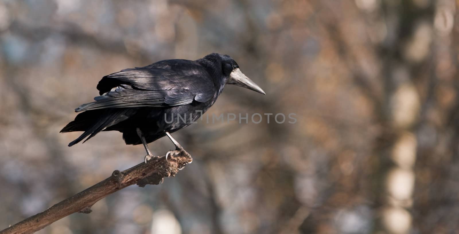Shot of a crow on a twig in a forest.Shot with Canon 70-200mm f/2.8L IS USM