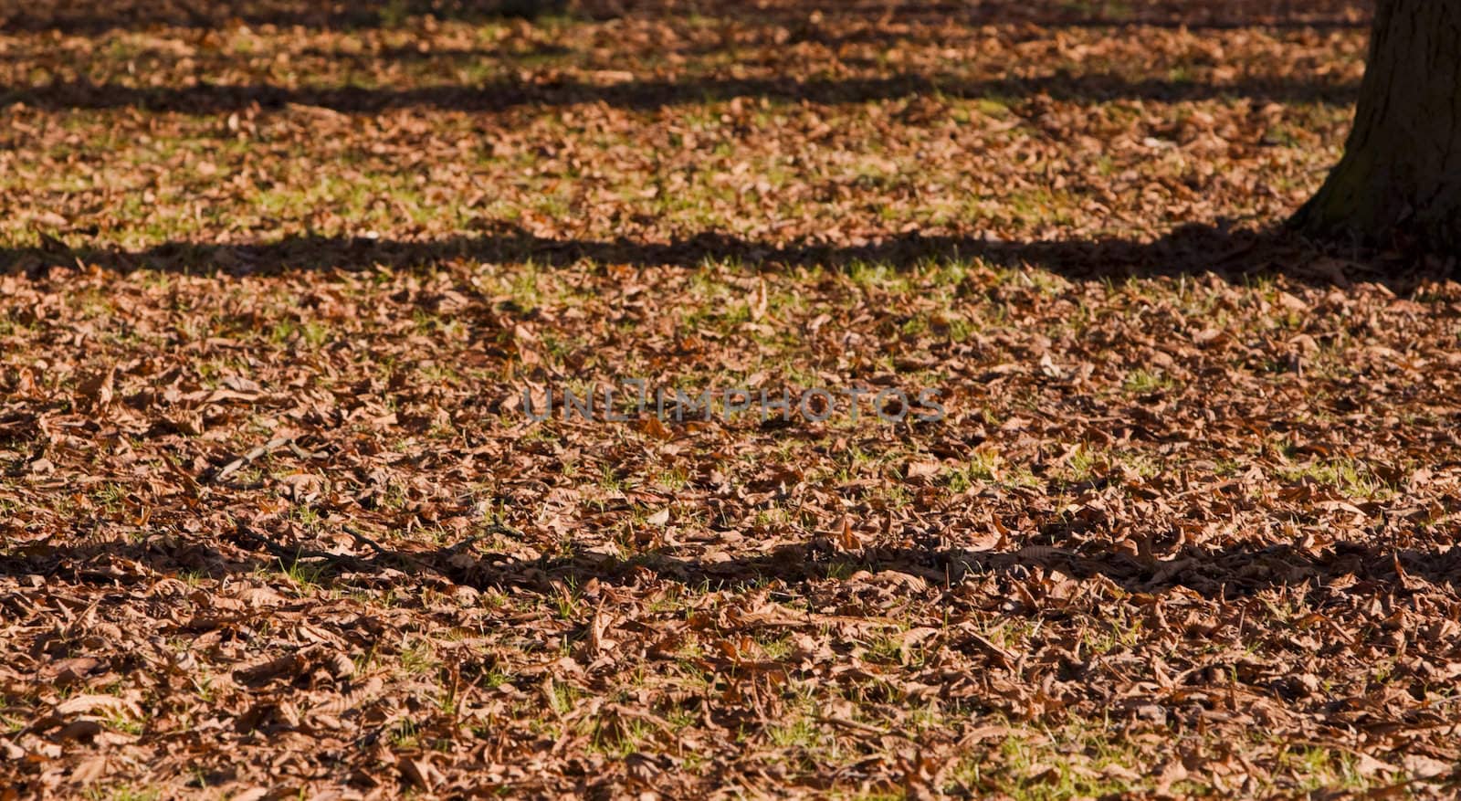 Shadows of trees in an autumn park.
