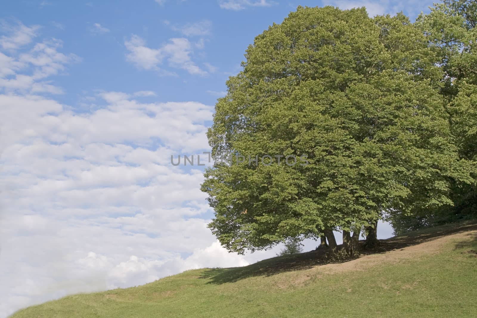 A rich tree at the edge of the forest and a beautiful summer cloudy sky- a useful natural background